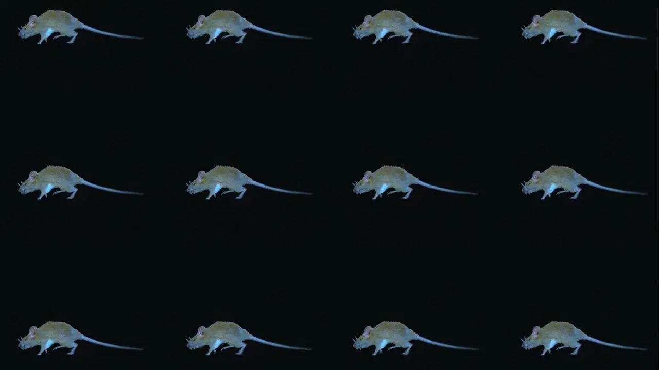 The Experience of a Rat