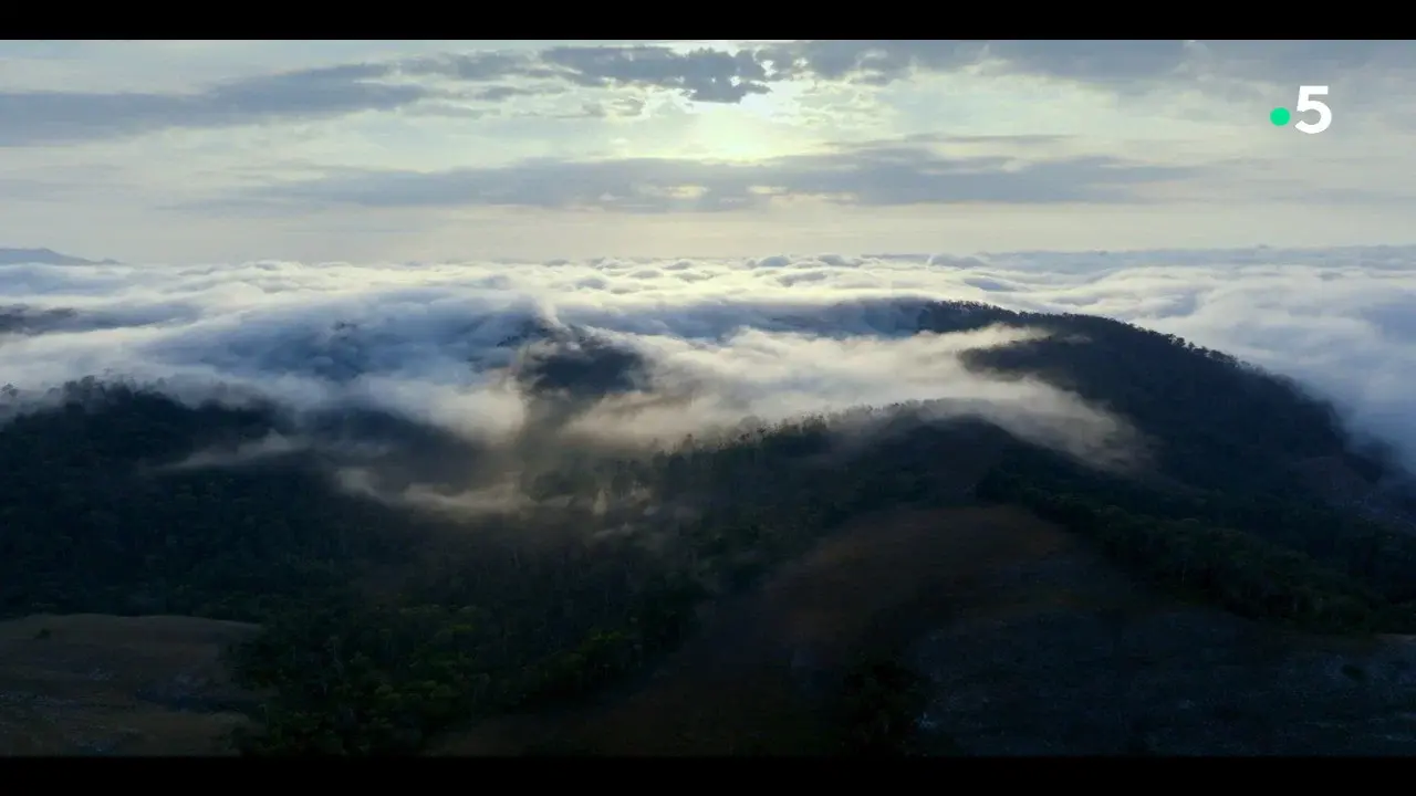 Ivohiboro, The Lost Forest