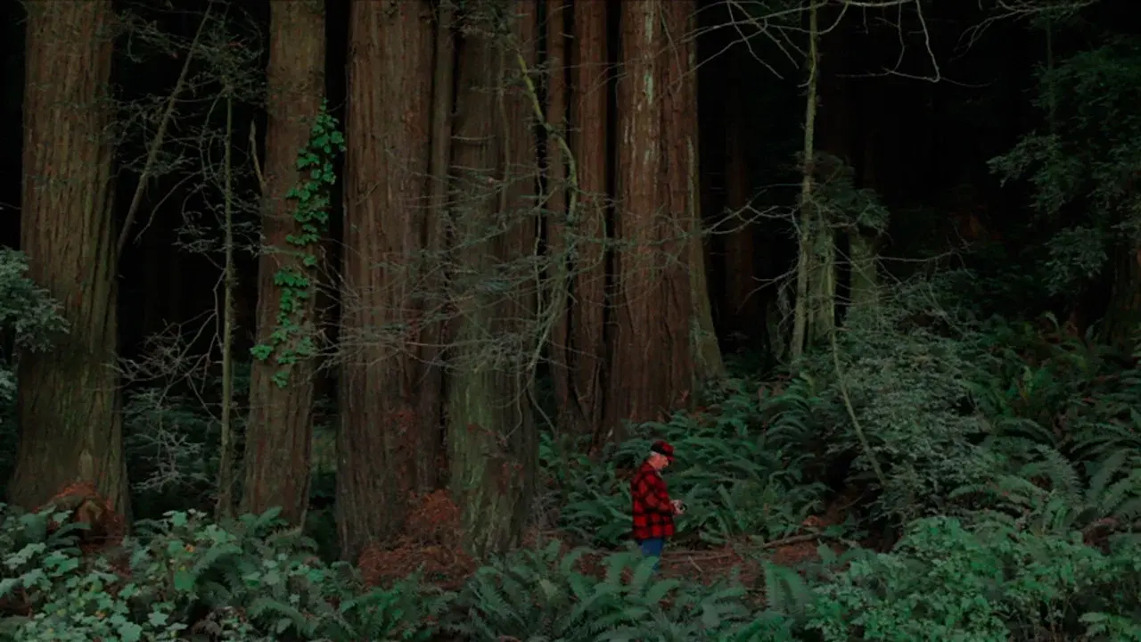Behind the Redwood Curtain