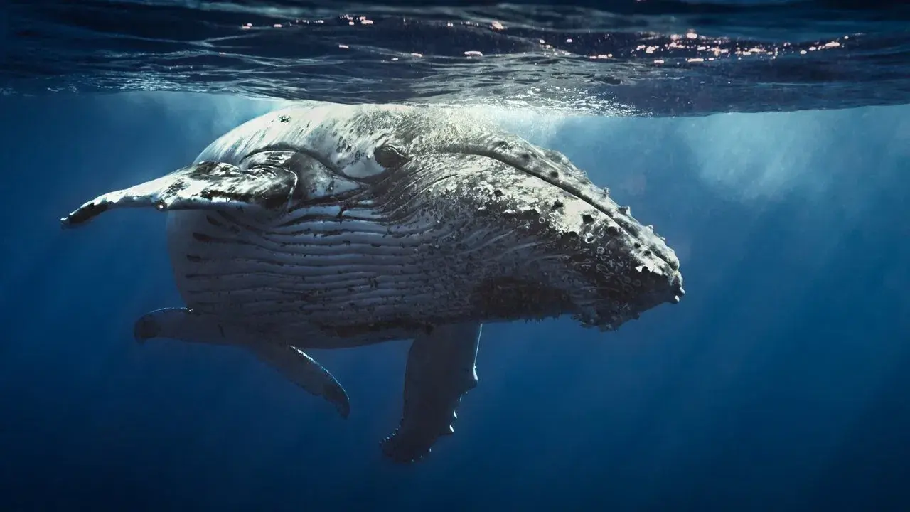 Oceans