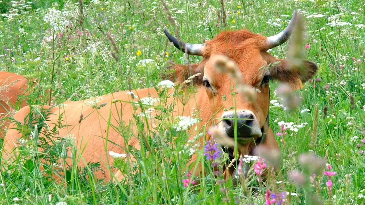 Once Upon a Cow