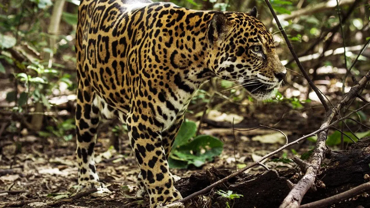 Jaguar Beach‎