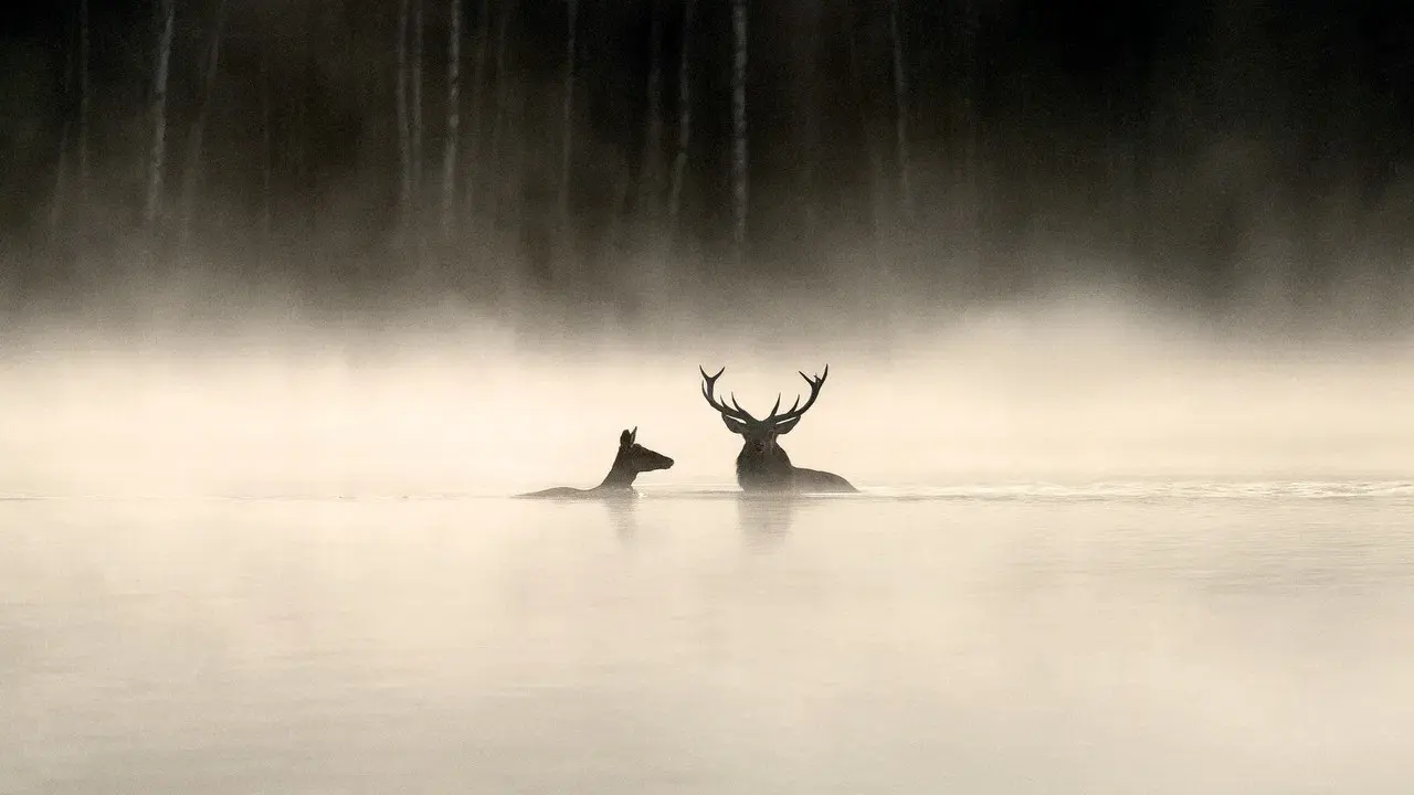 Whispers in the Woods