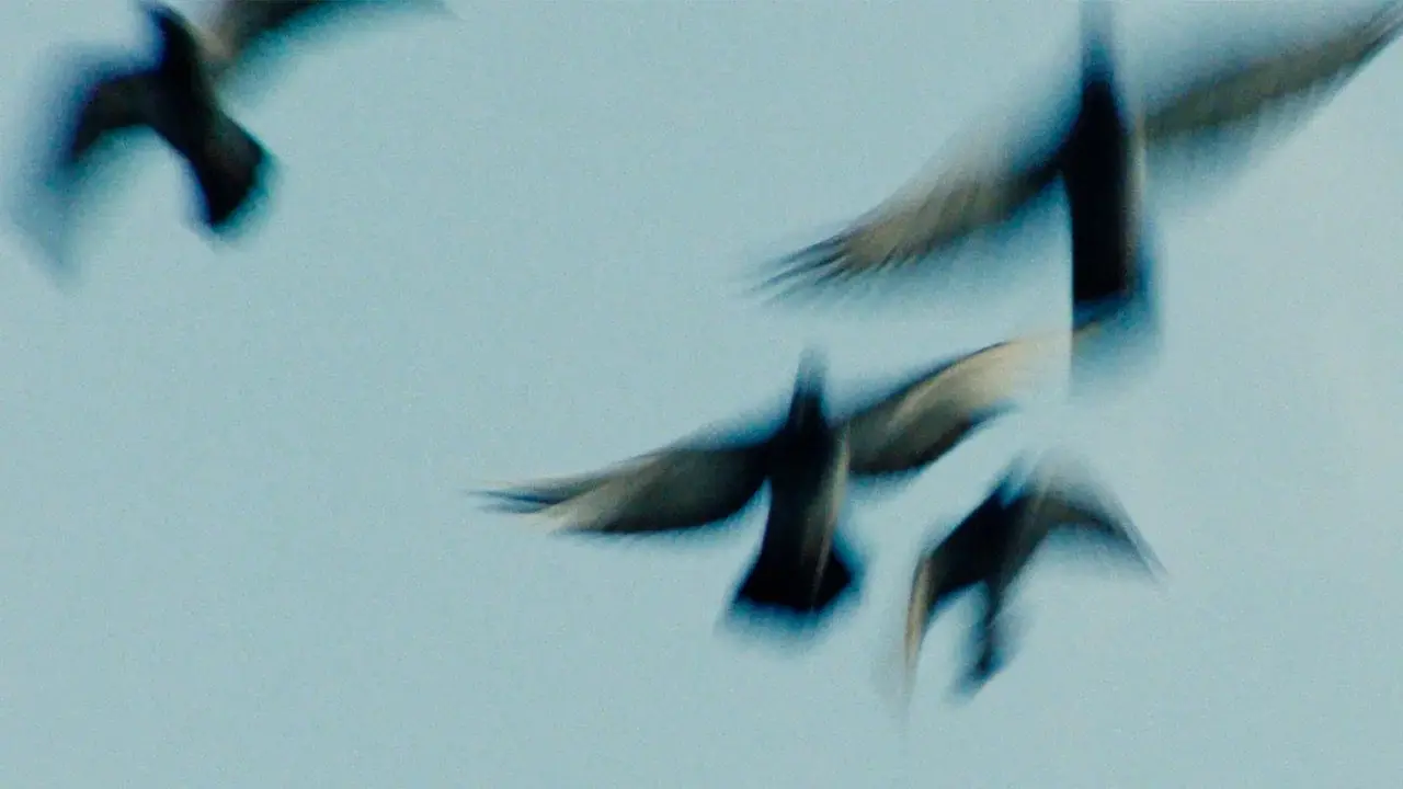 Pigeonman