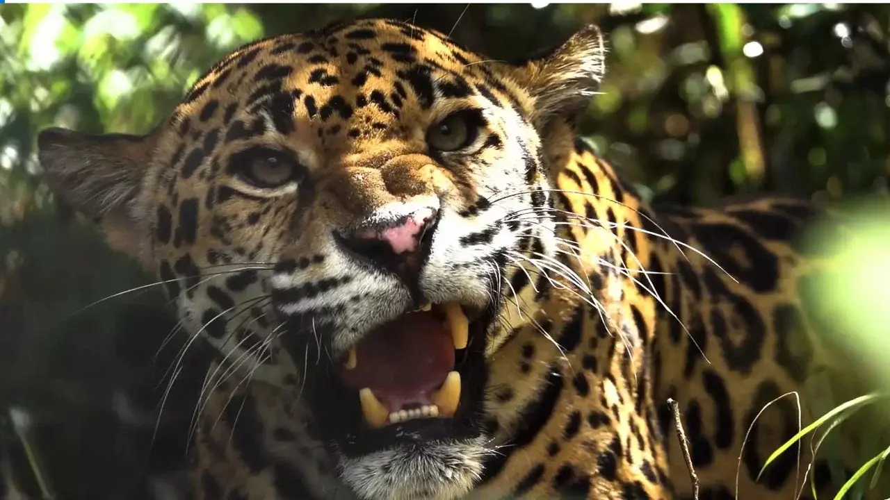 Expedition Artenschutz - Auf der Spur des Jaguars