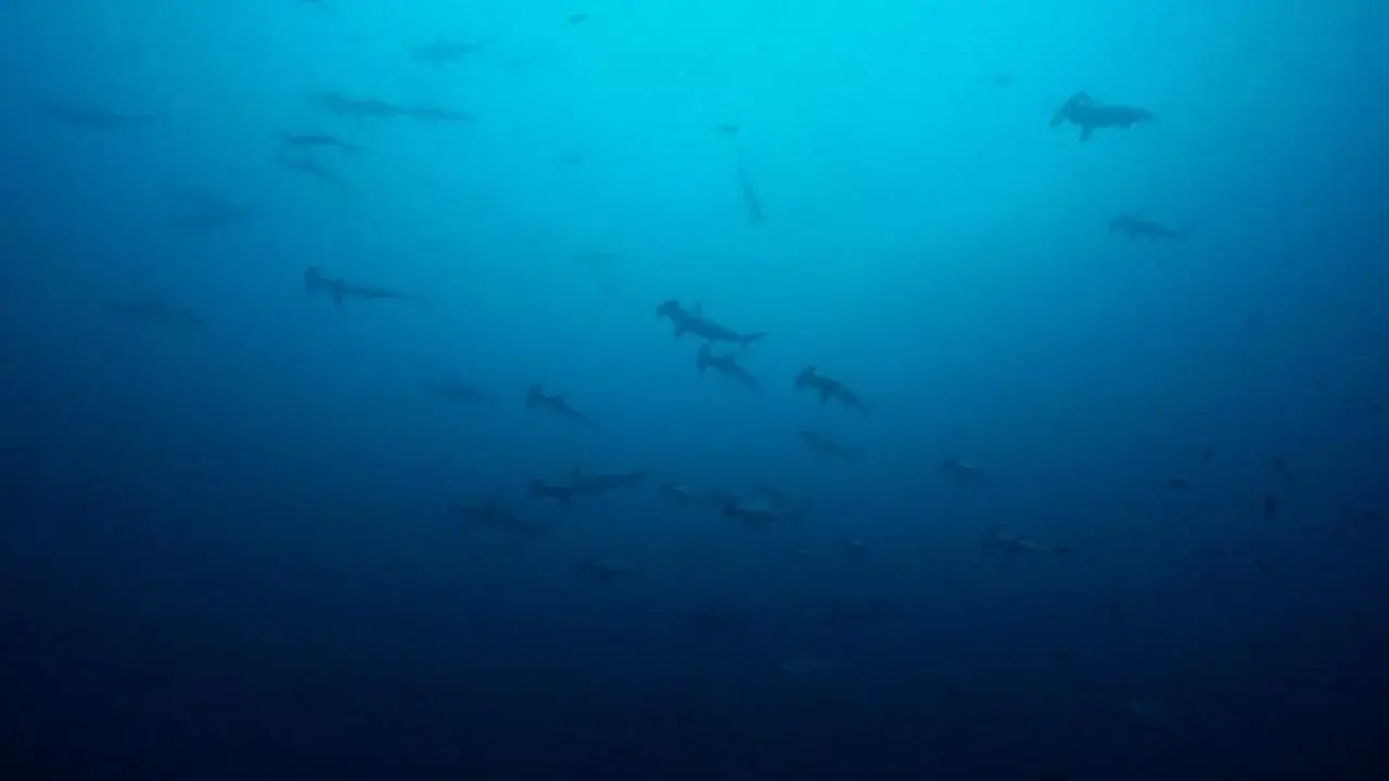 Oceans