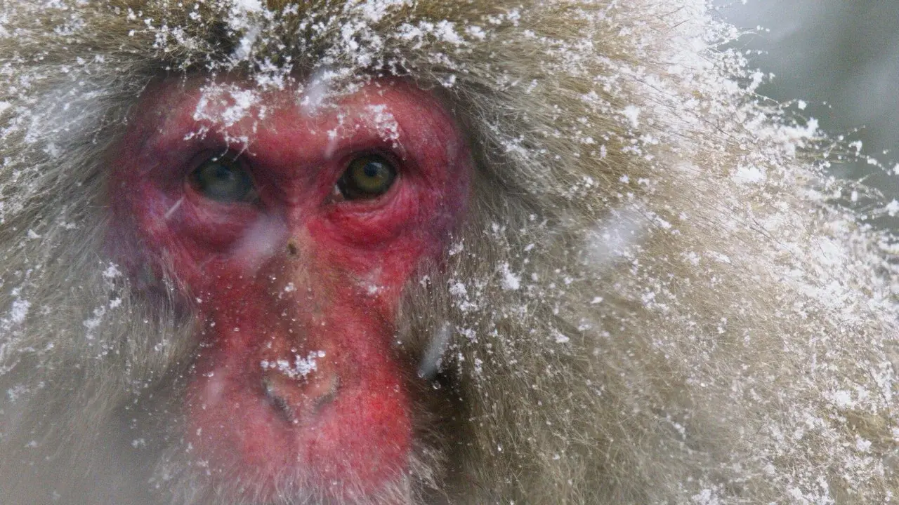Japans Schneeaffen Hautnah