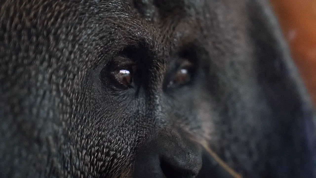 Orang. Utan.