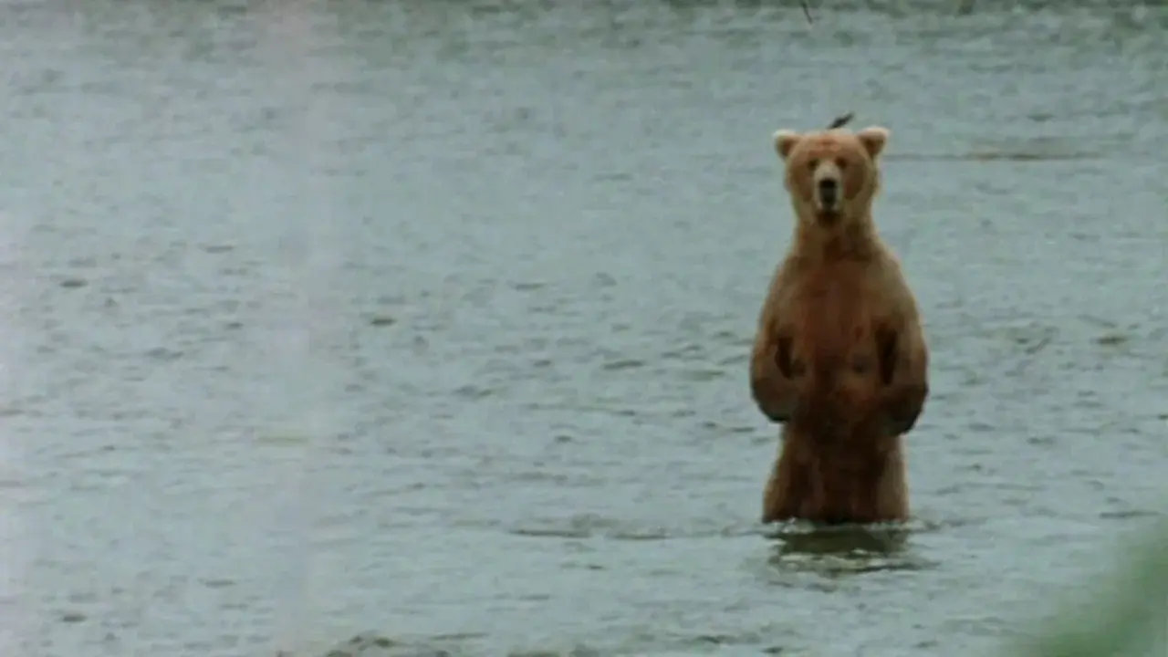 Bear Wars