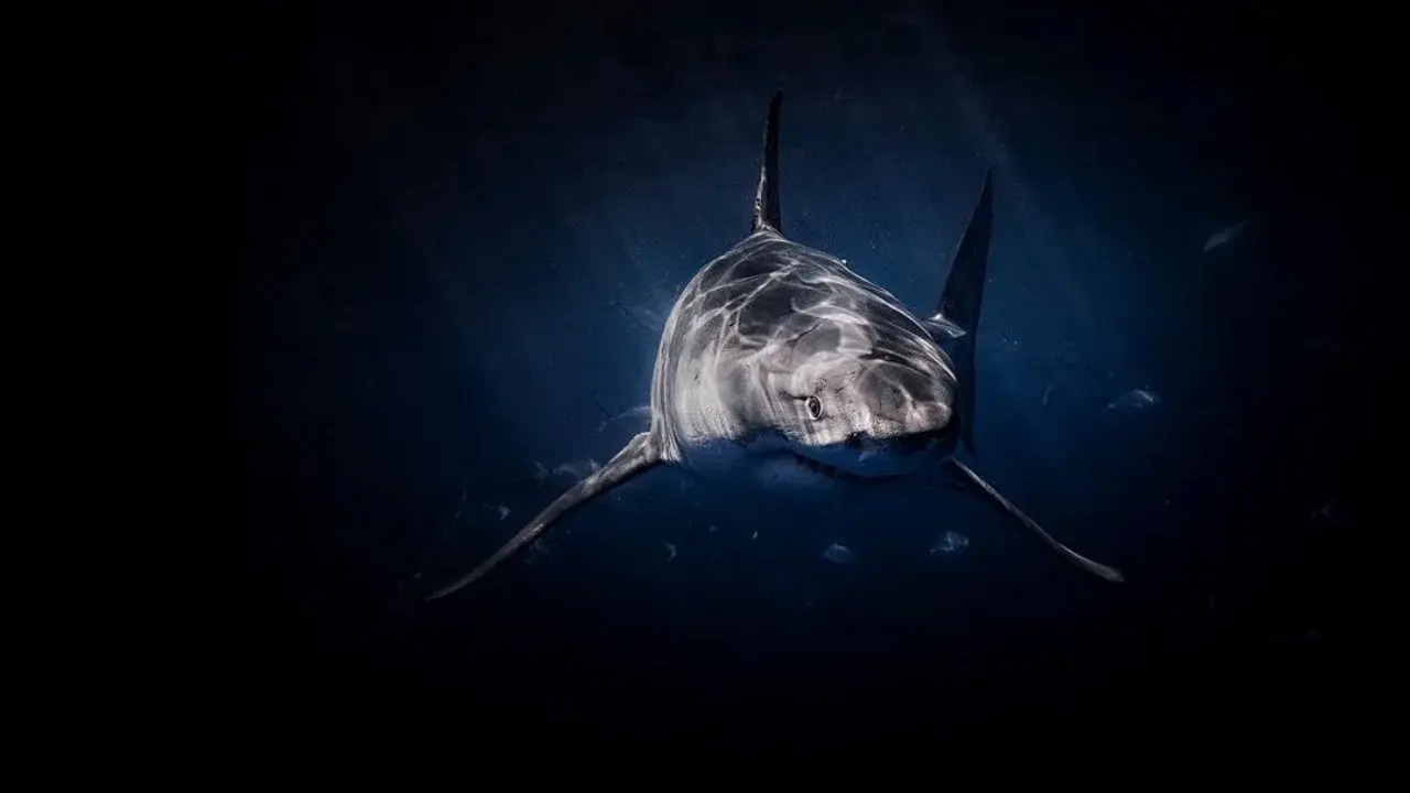 Lair of the Great White