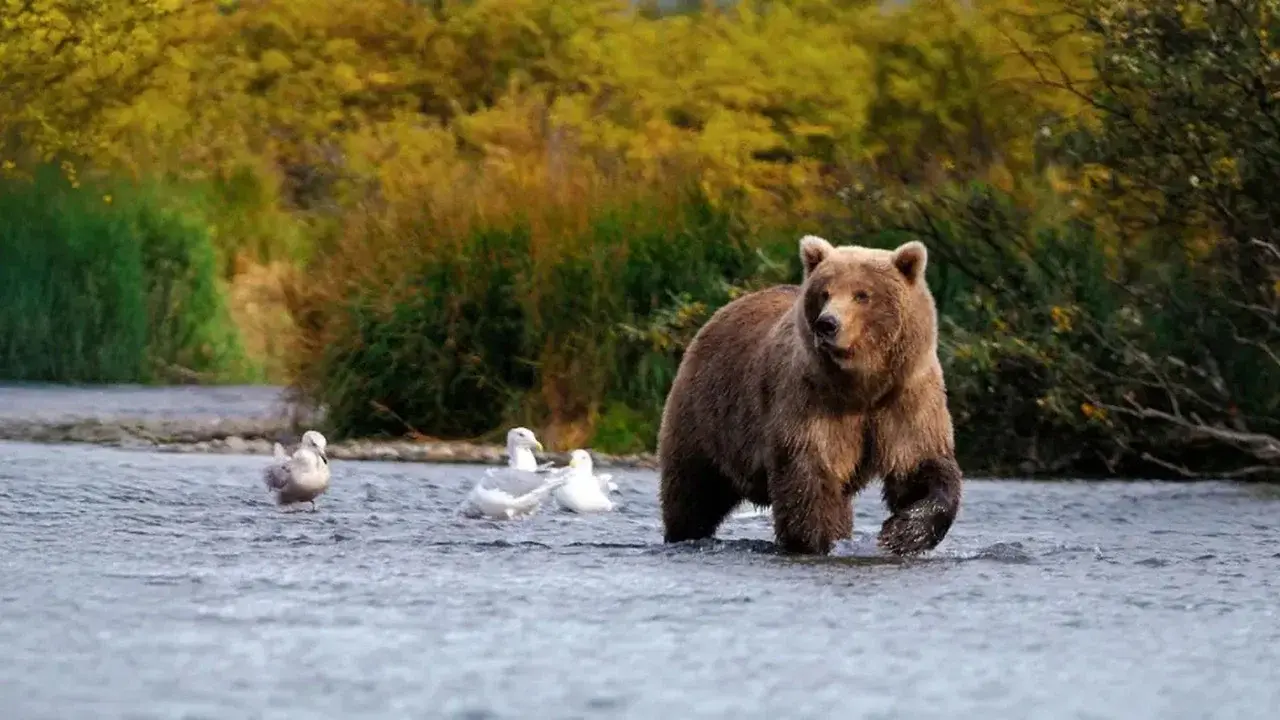 Wild Alaska