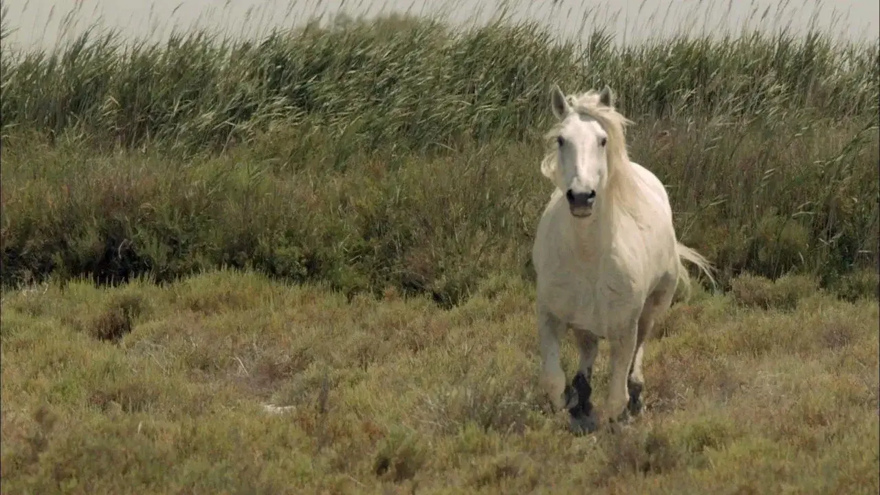 Wild Horses of the Marshes