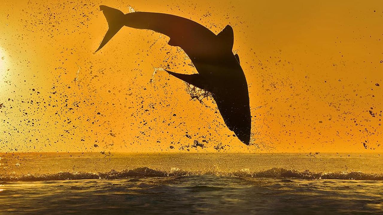 Air Jaws: 2020