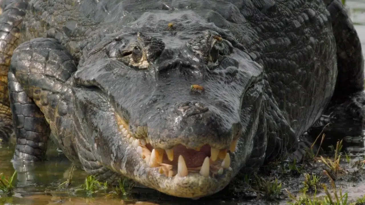 The Pantanal's Rebel Lake