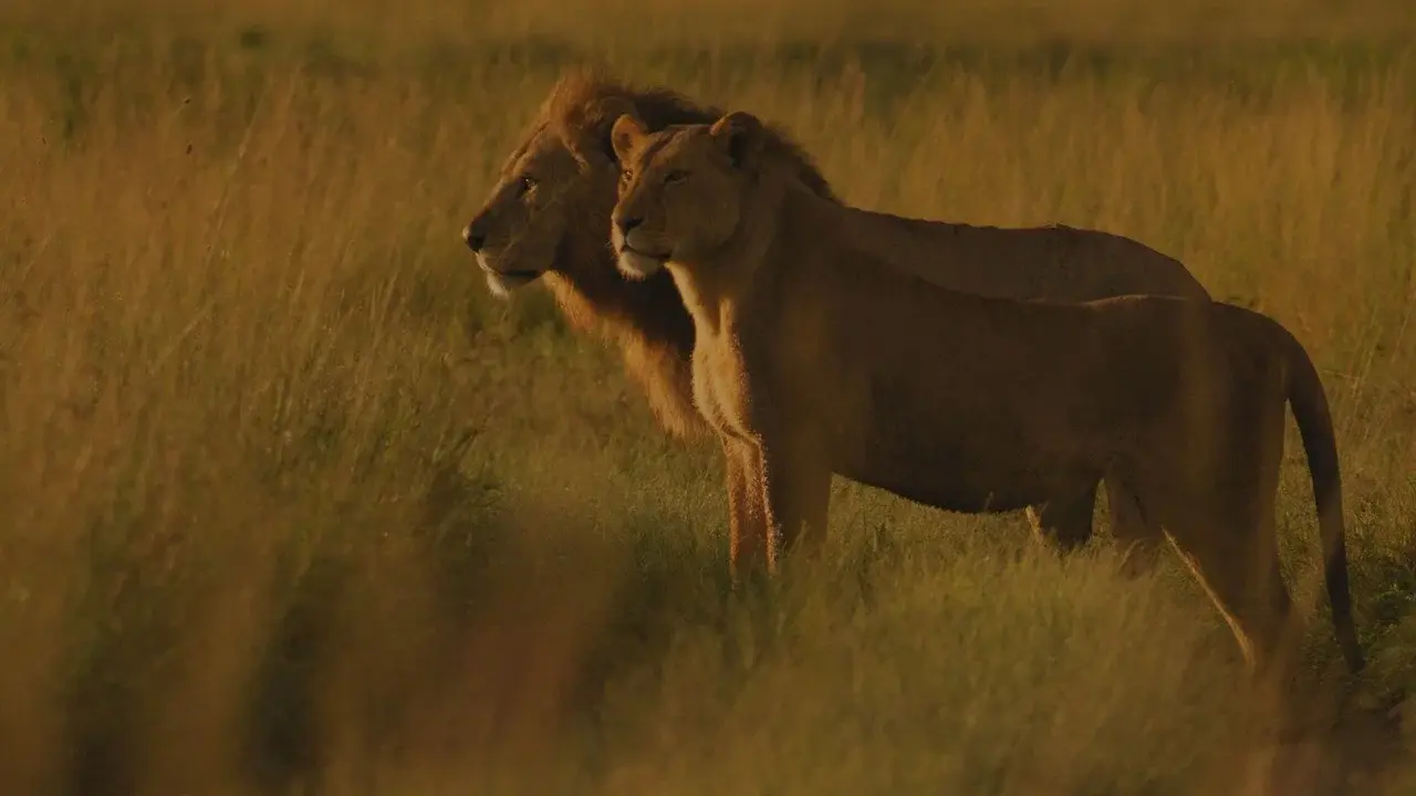 Living with Lions