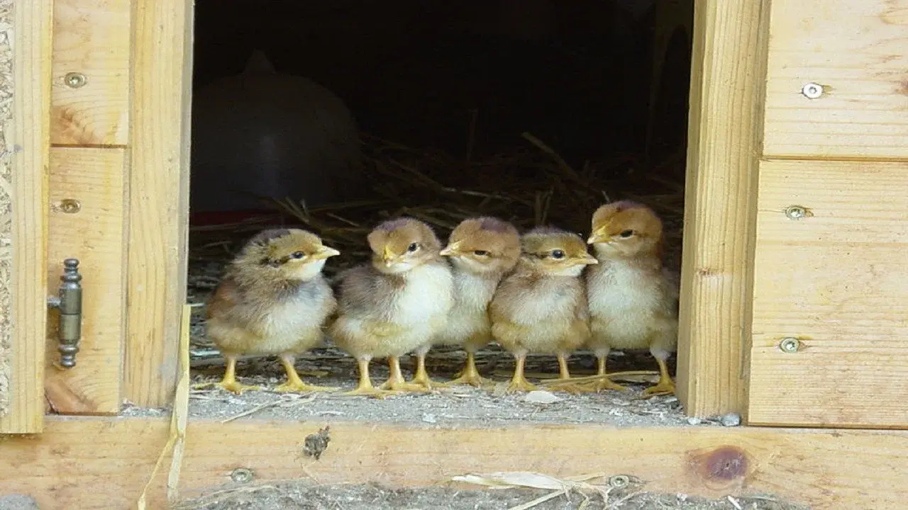 Chicken: The Private Life