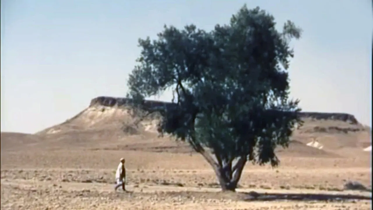 The Olive Tree of Boul'hivet