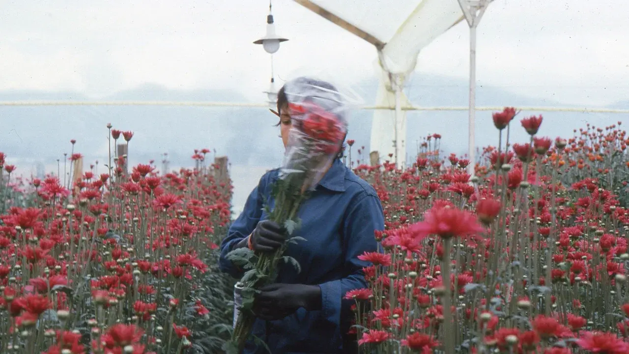 Love, Women and Flowers