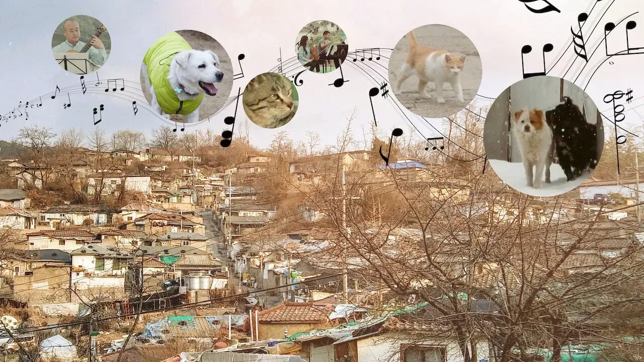 A Time for Dogs and Cats