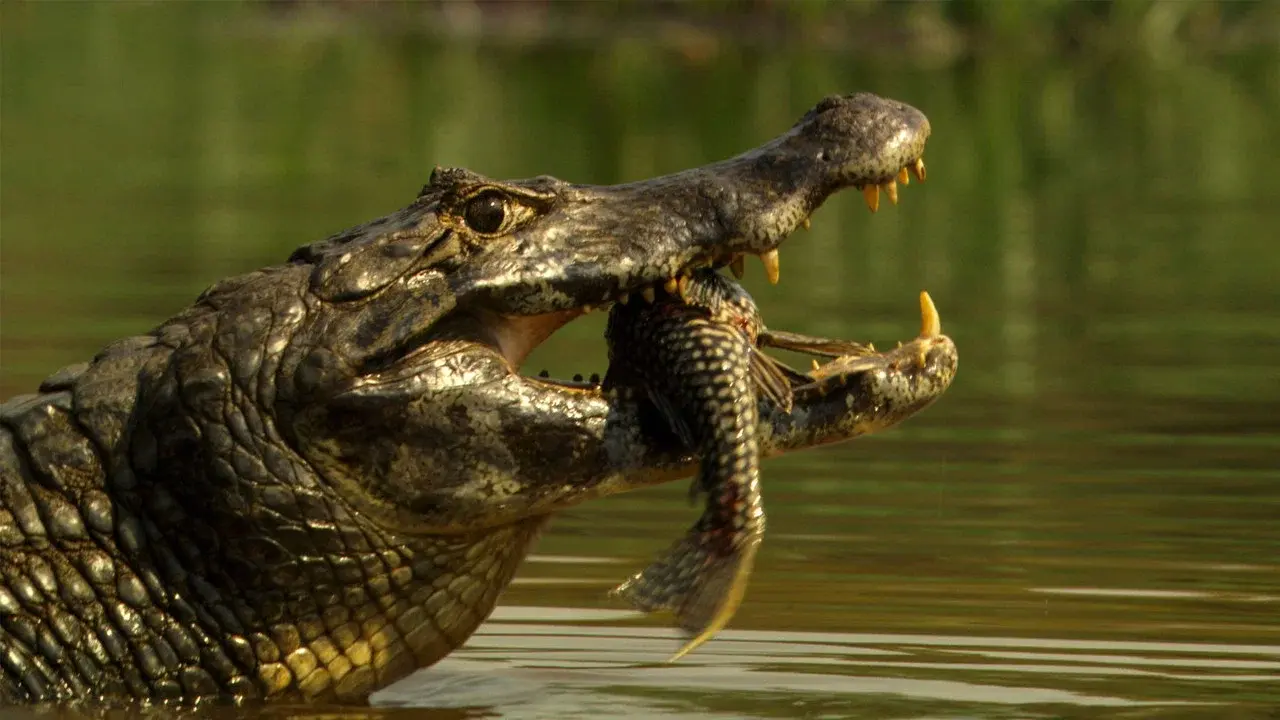 Planet of the Reptiles