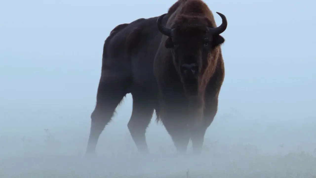 Le Bison d'Europe, colosse de la forêt