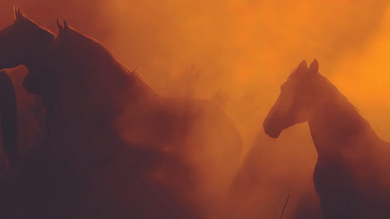 Wild Beauty: Mustang Spirit of the West