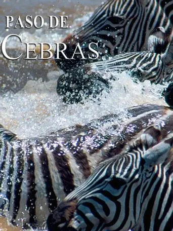 Zebras on the move