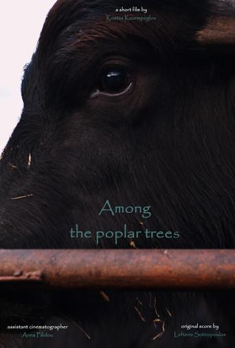 Among the poplar trees
