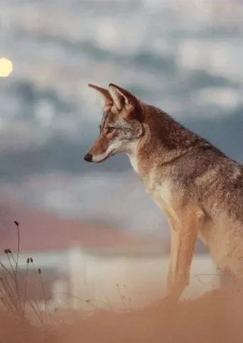 Don't feed the coyotes