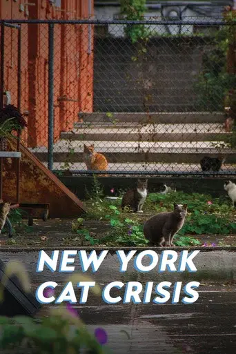 New York Cat Crisis