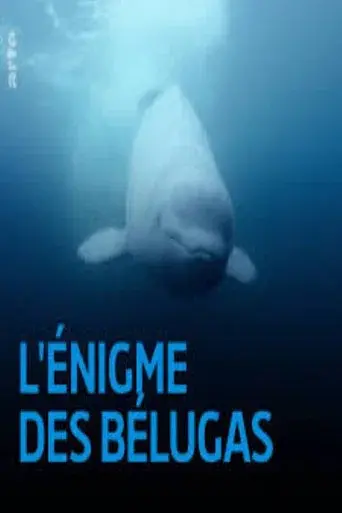 The Mystery of the Belugas