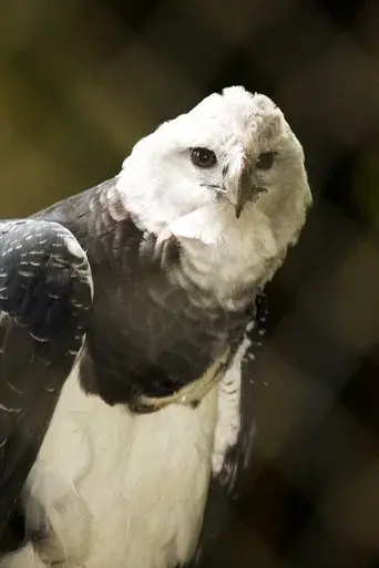 BBC Natural World：The Monkey-Eating Eagle of the Orinoco